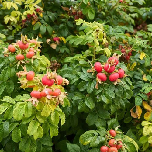 Red Ramanas Rose Hips