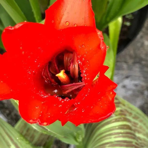 Red Riding Hood Tulip Flowers
