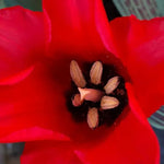 Red Riding Hood Tulip Flowers - Close up
