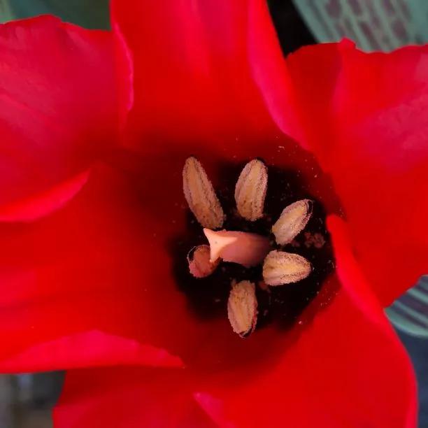 Red Riding Hood Tulip Flowers - Close up