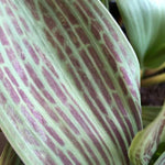 Red Riding Hood Tulip Colourful Leaves