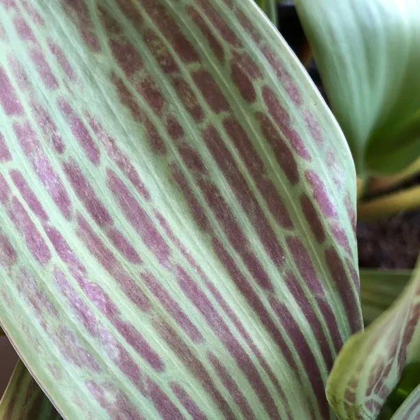 Red Riding Hood Tulip Colourful Leaves