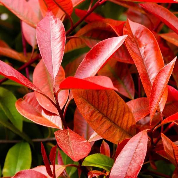 Red Robin Photinia Leaves