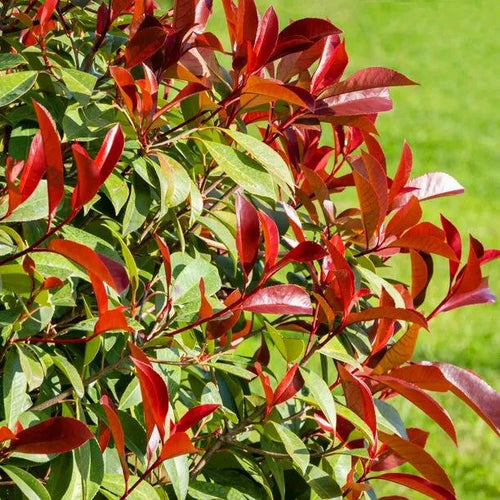 Red Robin Photinia Leaves
