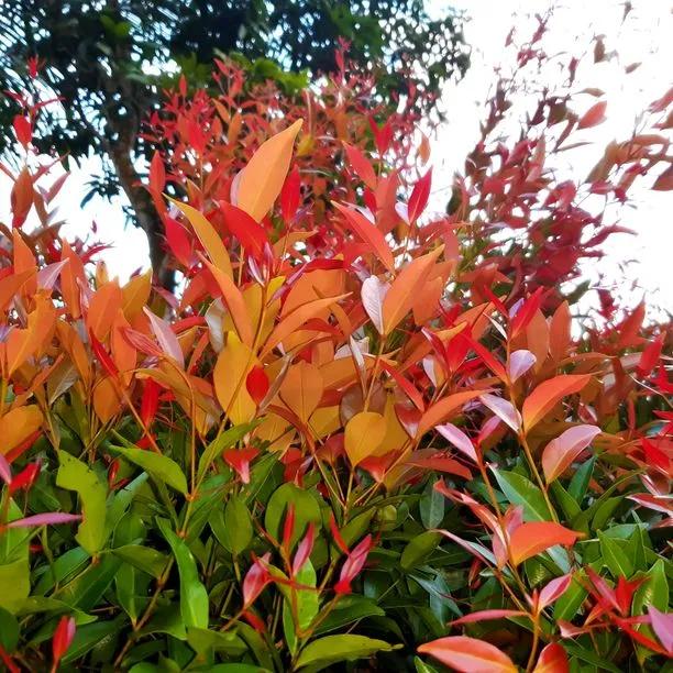 Red Robin Photinia Leaves showing red new foliage over the green older leaves