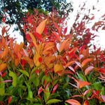 Red Robin Photinia Leaves showing red new foliage over the green older leaves