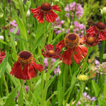 Red Helenium flowers with brown centers in a garden setting
