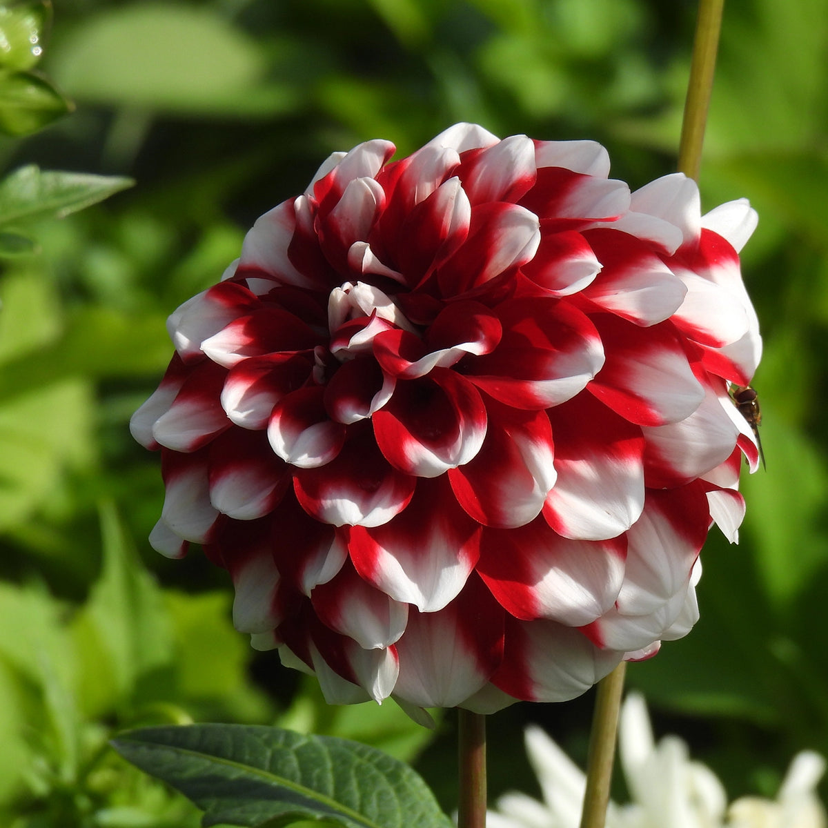 Close up of red and white checkers dahlia flower