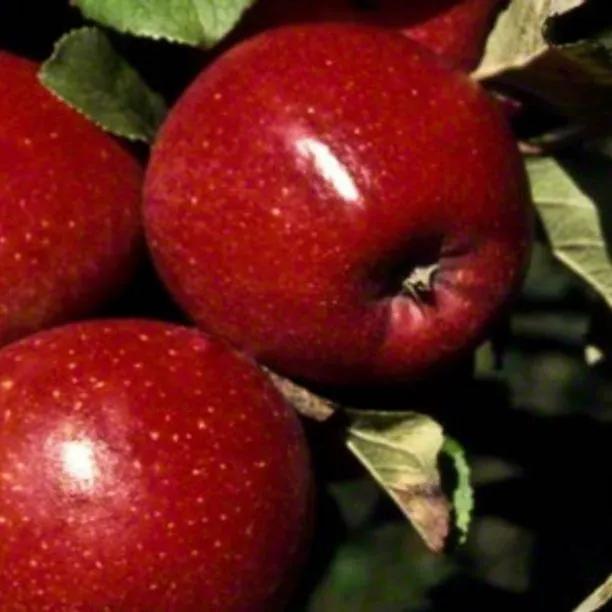 Red Windsor Apples on the tree