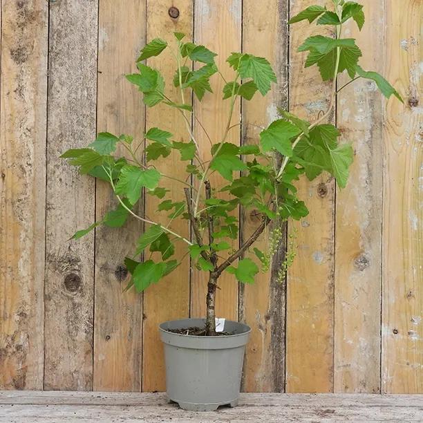 Redcurrant Rovada Plant in 3 Litre Pot
