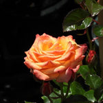 Redova Patio Climbing Rose Flowers