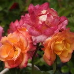 Redova Patio Climbing Rose Flowers