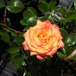 Redova Patio Climbing Rose Flowers