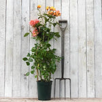 Redova Potted Climbing Rose in flower