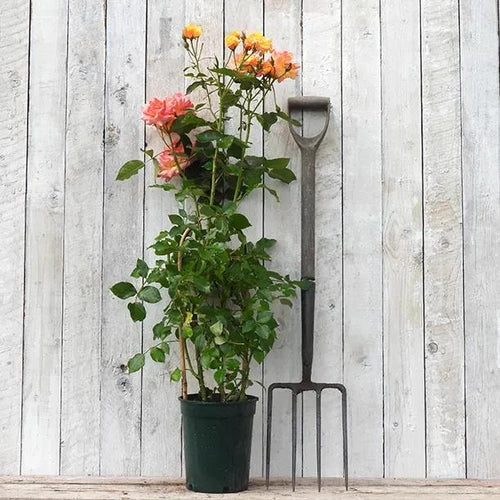 Redova Potted Climbing Rose in flower