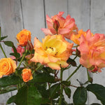 Redova Rose Flowers in Bloom