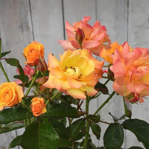 Redova Rose Flowers in Bloom