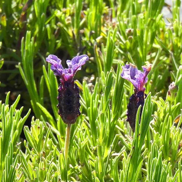 Regal Splendour Lavender Flower