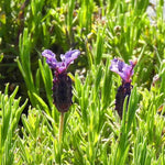 Regal Splendour Lavender Flower