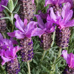 Regal Splendour Lavender Flowers