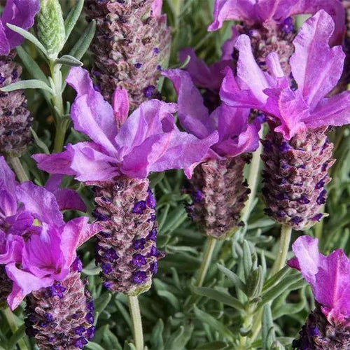 Regal Splendour Lavender Flowers