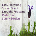 Regal Splendour Early Flowering Lavender