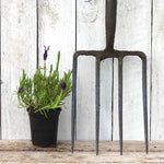 Regal Splendour Lavender Plant in 9cm pot (P9)