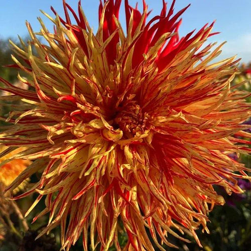 Rejmans Firecracker Dahlia Flowers