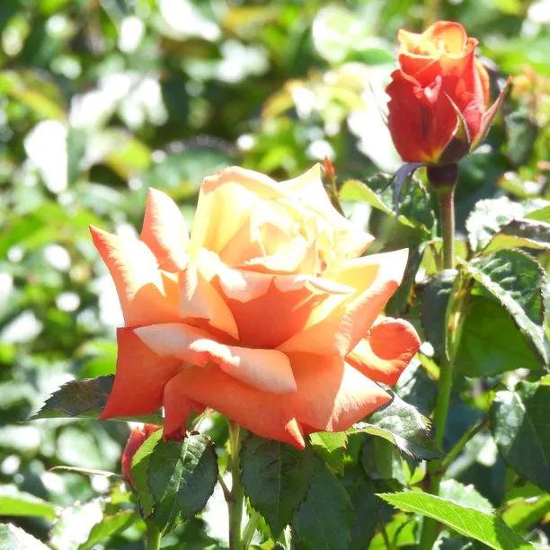 Remember Me Hybrid Tea Rose Flowers