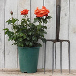 Remember Me Potted Rose in flower