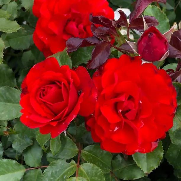 Remembrance Floribunda Rose Flowers