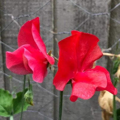 Restormel Sweet Pea Flowers