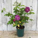 Rhapsody In Blue Potted Rose in flower