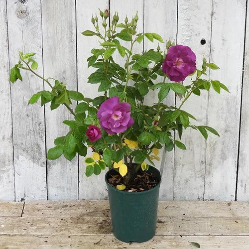 Rhapsody In Blue Potted Rose in flower