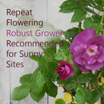 Rhapsody In Blue Robust Rose Flowers