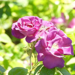 Rhapsody In Blue Rose Flowers