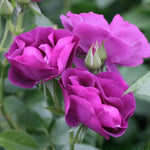 Rhapsody In Blue Rose Flowers