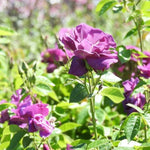 Rhapsody In Blue Rose Flowers