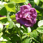 Rhapsody In Blue Rose Flowers