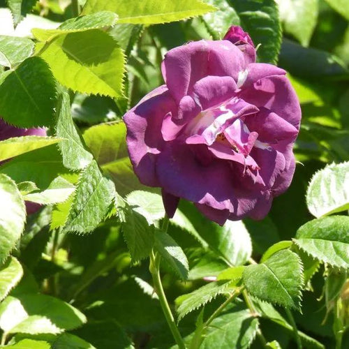 Rhapsody In Blue Rose Flowers