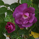 Rhapsody In Blue Rose Flowers in Bloom