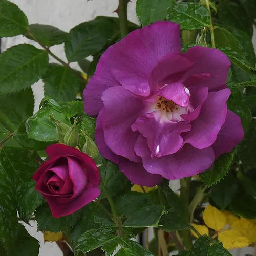 Rhapsody In Blue Rose Flowers in Bloom