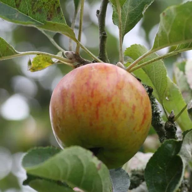 Ribston Pippin Apples on the tree