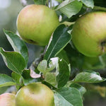 Ribston Pippin Apples on the tree