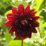 Rip City Dahlia Flowers