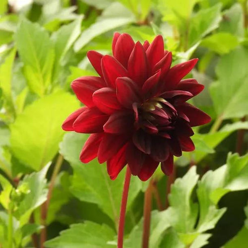 Rip City Dahlia Flowers