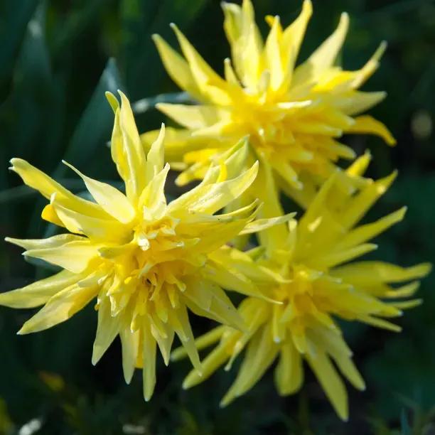 Rip Van Winkle Narcissus Flowers