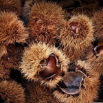 Ripe Sweet Spanish Chestnuts