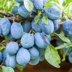 Rivers Early Prolific Plums on the tree