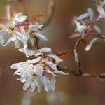 Amelanchier Robin Hill flowers in Spring